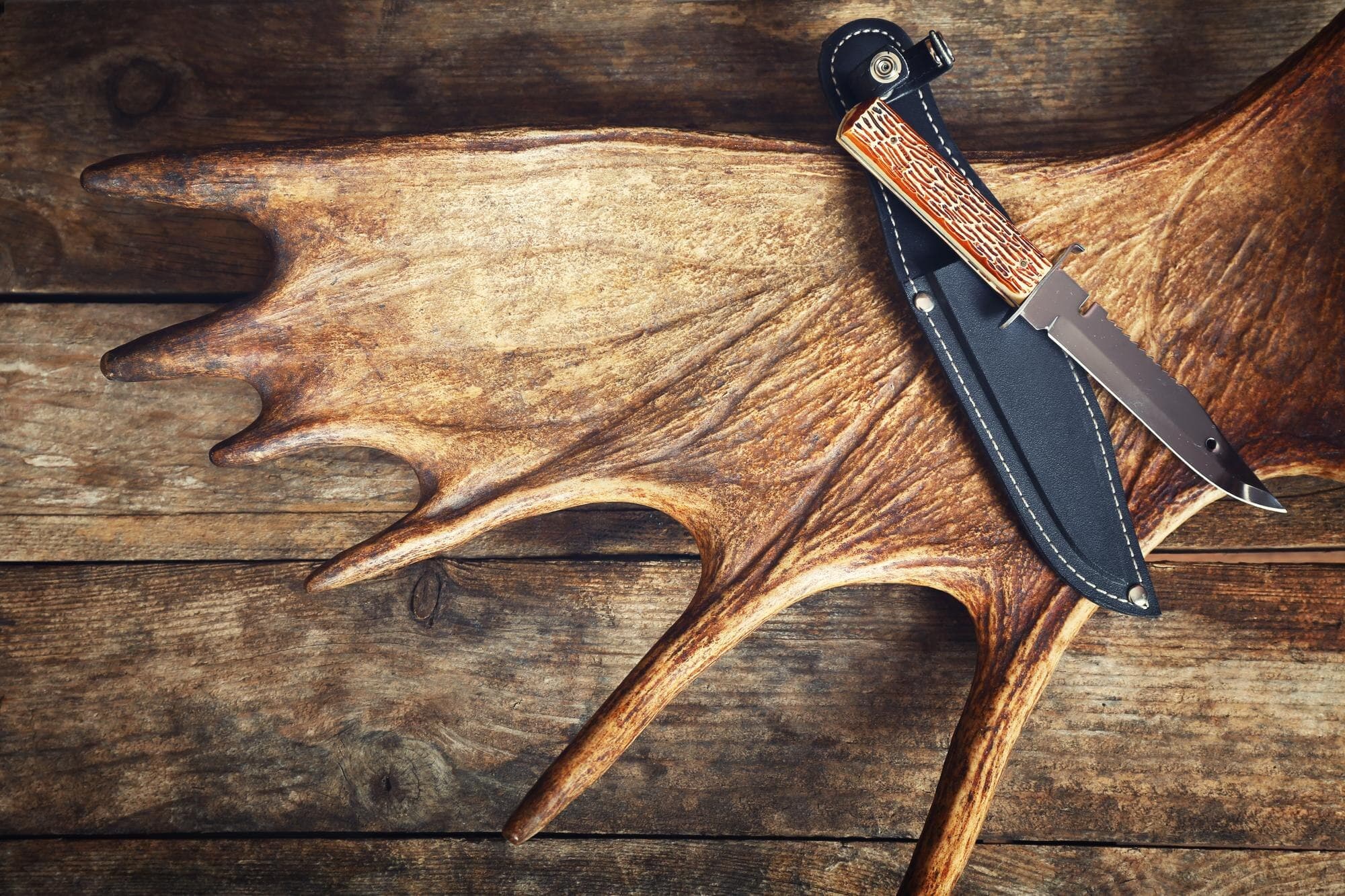 Hunting knives and antler on a dark wooden background